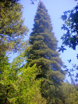 Santa Lucia fir (Abies bracteata), registered as a California Big Tree. 127 ft high. Los Padres National Forest, Monterey County, CA. 